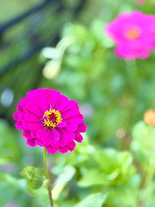 Free Close-up of a vivid pink zinnia flower in a sunlit garden, capturing nature's beauty. Stock Photo
