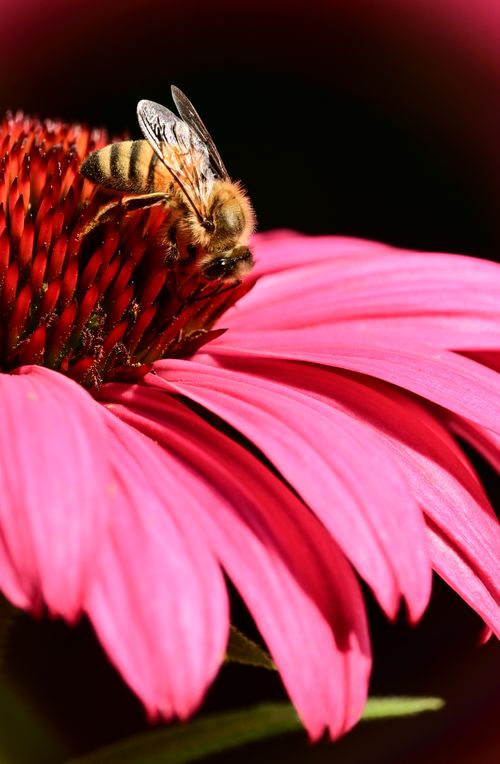 Free A macro shot of a honeybee on a vivid pink coneflower against a dark background. Stock Photo