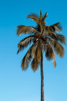 A tall palm tree with clear blue sky background, captured in vibrant daylight.