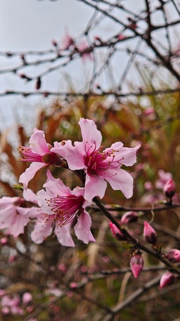 Fotomural Flores de durazno rosadas vibrantes en plena floración en una rama delicada durante la primavera.