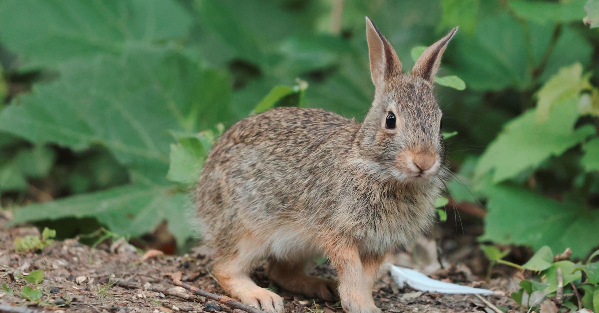 bad bunny