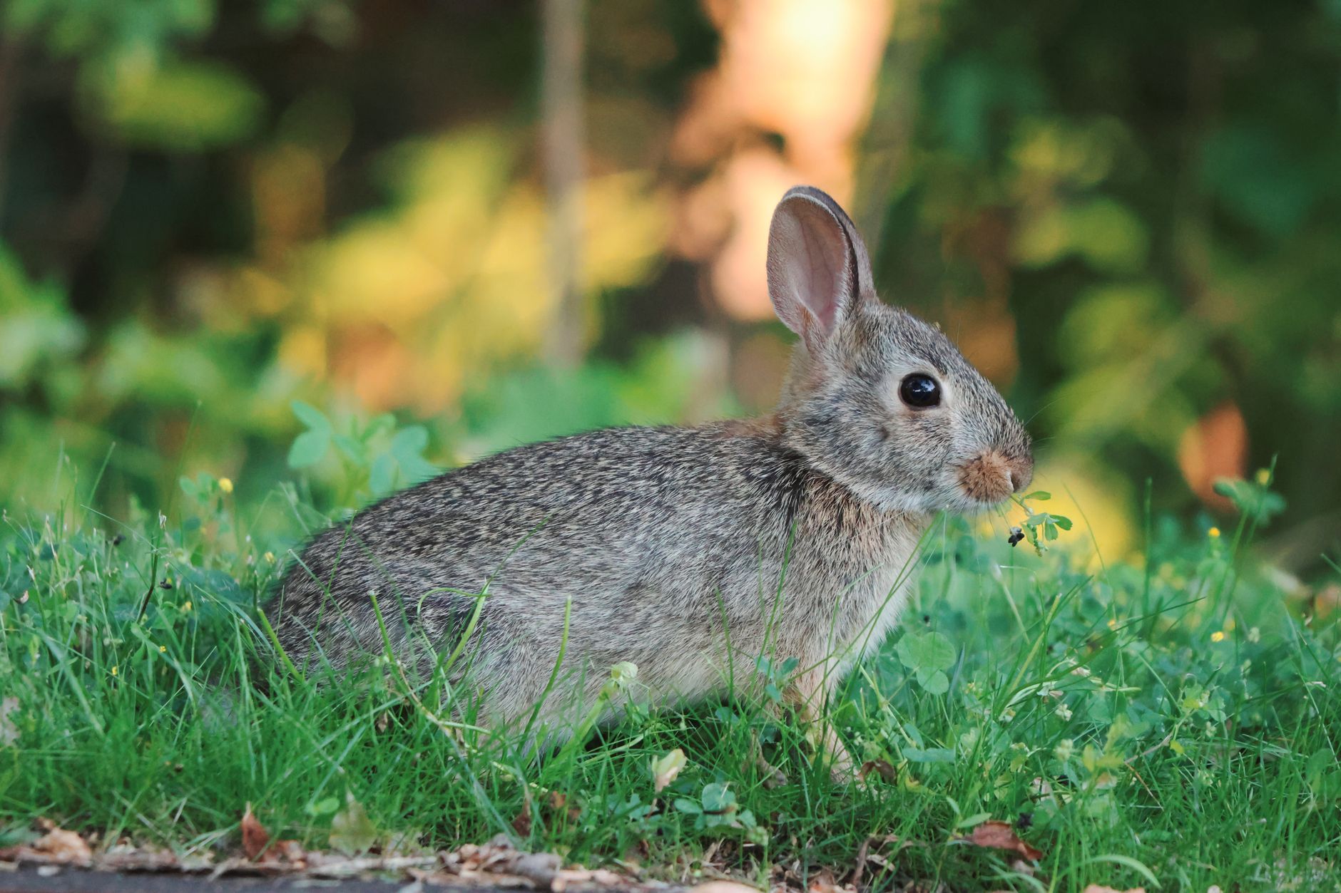 Veterinarian examining a rabbit during a checkup
