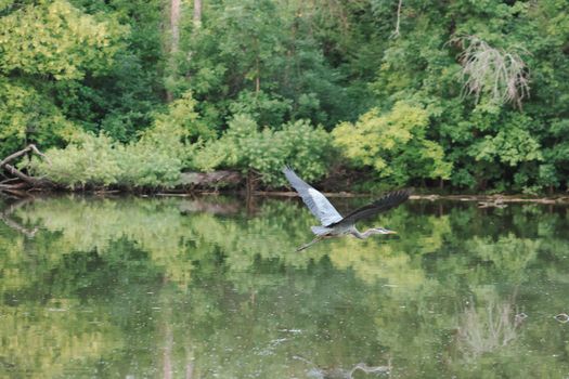 A majestic great blue heron gracefully glides over a serene pond in Burnsville, Minnesota.