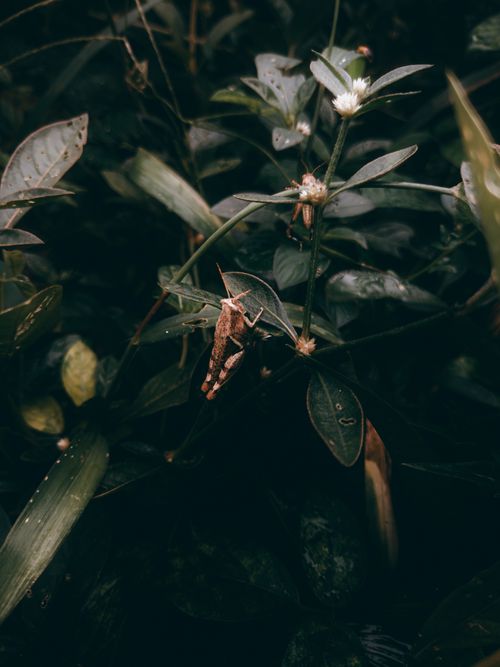 Free A close-up of a grasshopper perched on leaves in a lush, green Indian landscape. Stock Photo