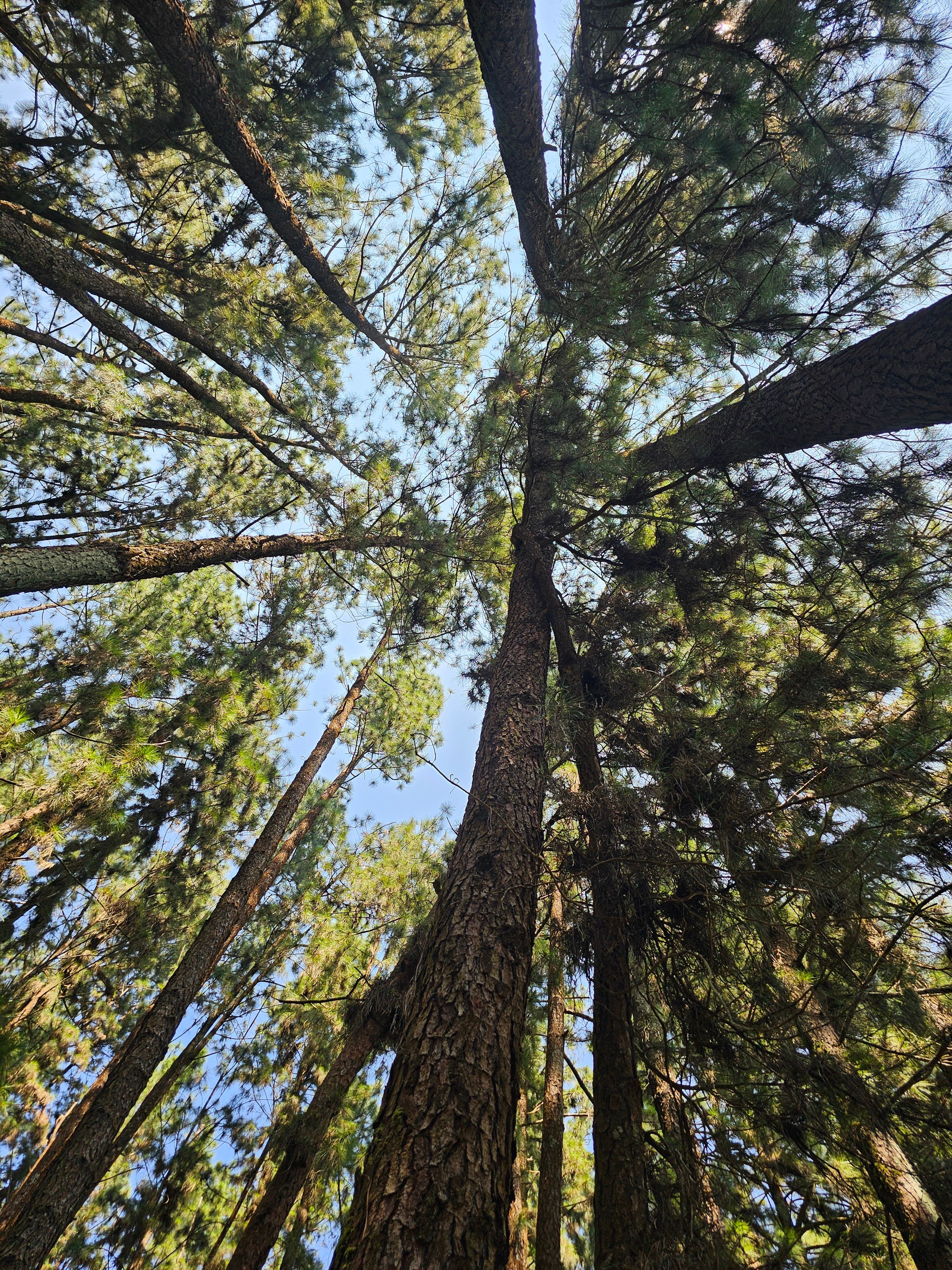 Looking up into the canopy of tall pine trees in a forest.