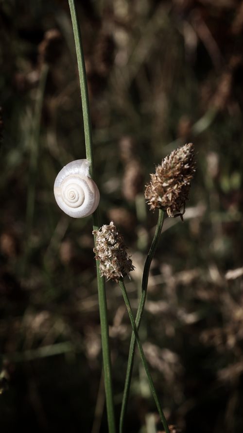 Free Close-up of a white snail resting on a tall grass stalk in a natural environment. Stock Photo