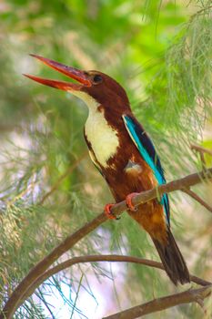 bird photo