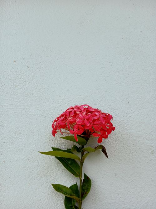 Free Vibrant red Ixora flower blooms vividly against a clean white background, offering striking contrast. Stock Photo