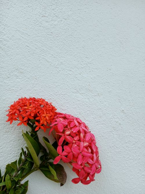 Free Colorful Ixora flowers with a clean white background for striking visual contrast. Stock Photo