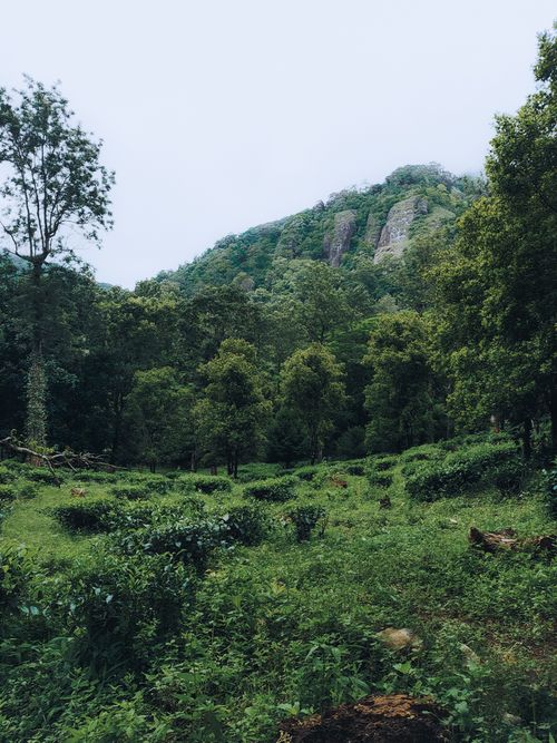 Free Beautiful green landscape featuring dense forest and hills in Kollam, Kerala, India. Stock Photo