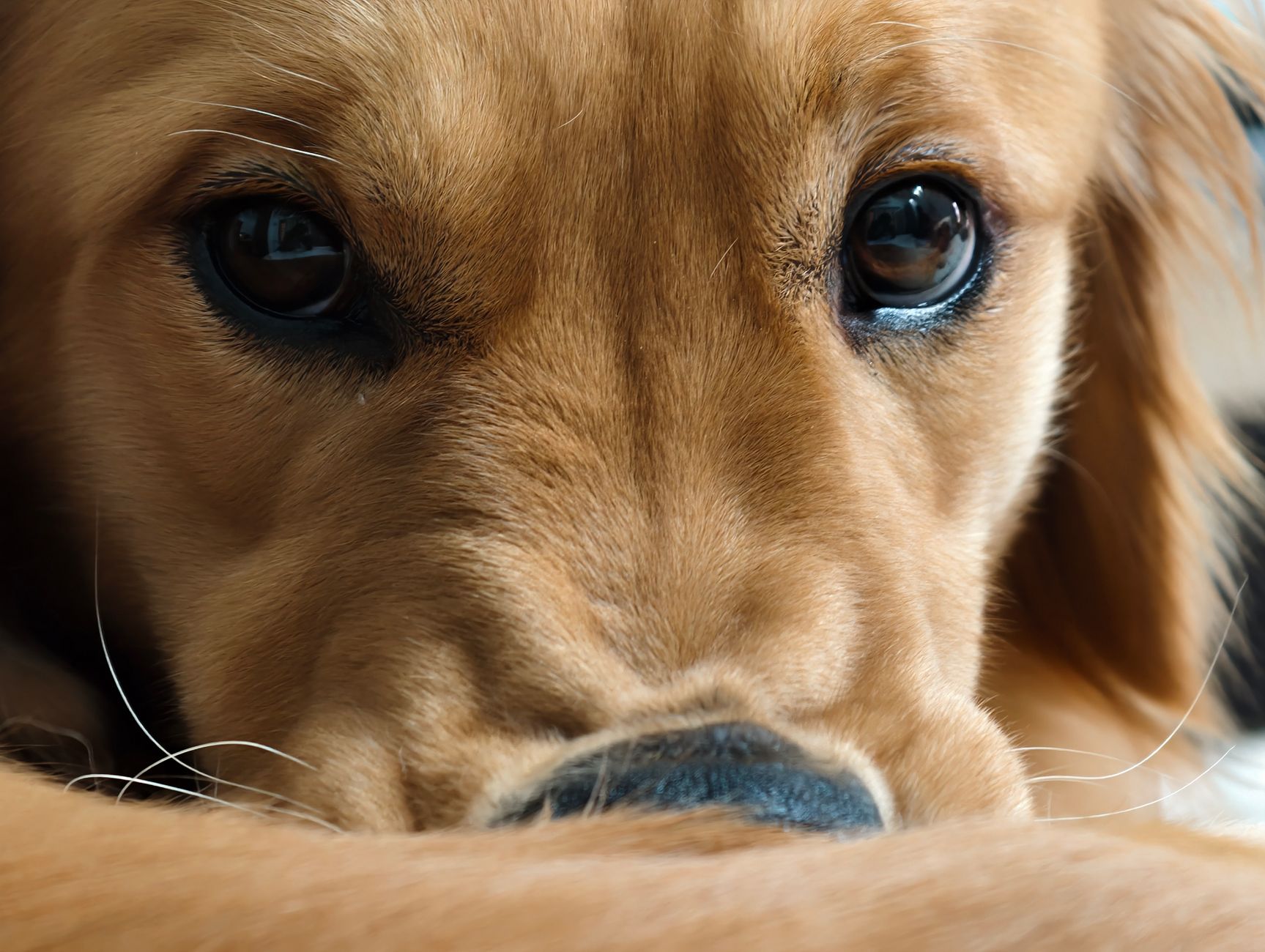 Veterinarian examining a dog during a checkup