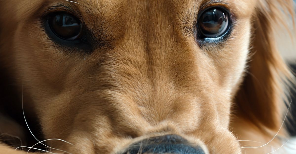 Purina Pro Plan Puppy