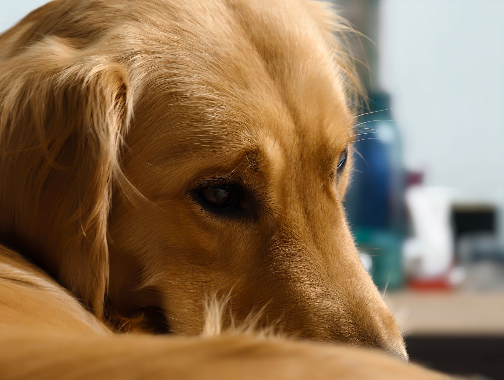 Portrait of a dog at a veterinary clinic