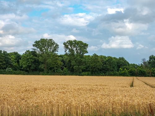 Free Lush wheat field under a cloudy sky in Coesfeld, showcasing nature's beauty. Stock Photo