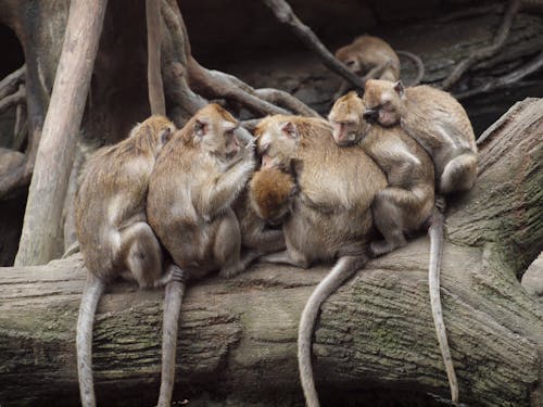 Free Monyet Kera Tidur Di Batang Pohon Stock Photo