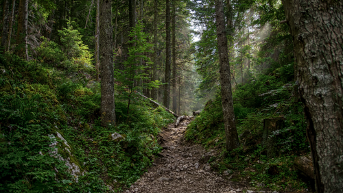 Free Tranquil forest trail surrounded by dense, lush vegetation and tall trees. Stock Photo