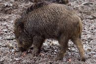 Brown Wild Boar on Dirt Ground at Daytime