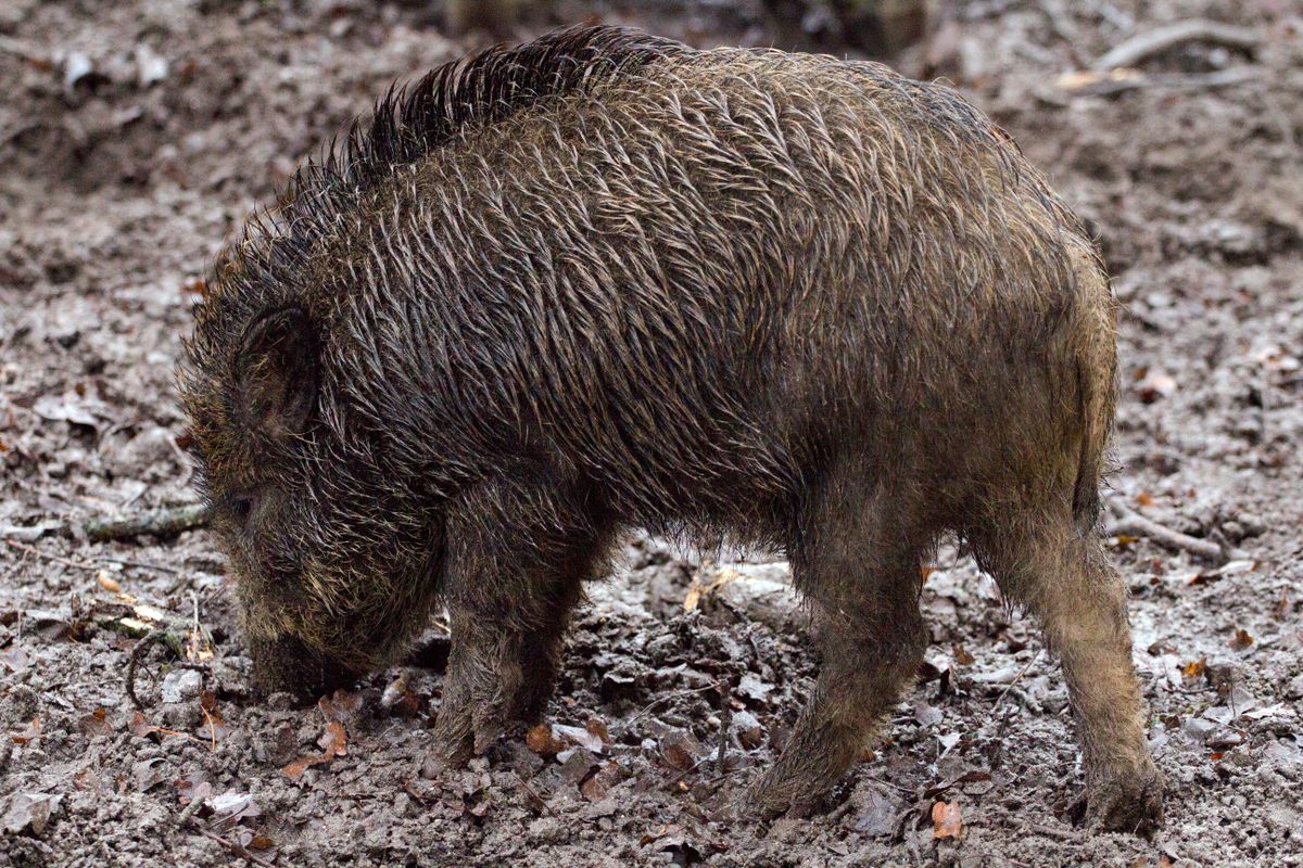 Boar Photos, Download The BEST Free Boar Stock Photos & HD Images