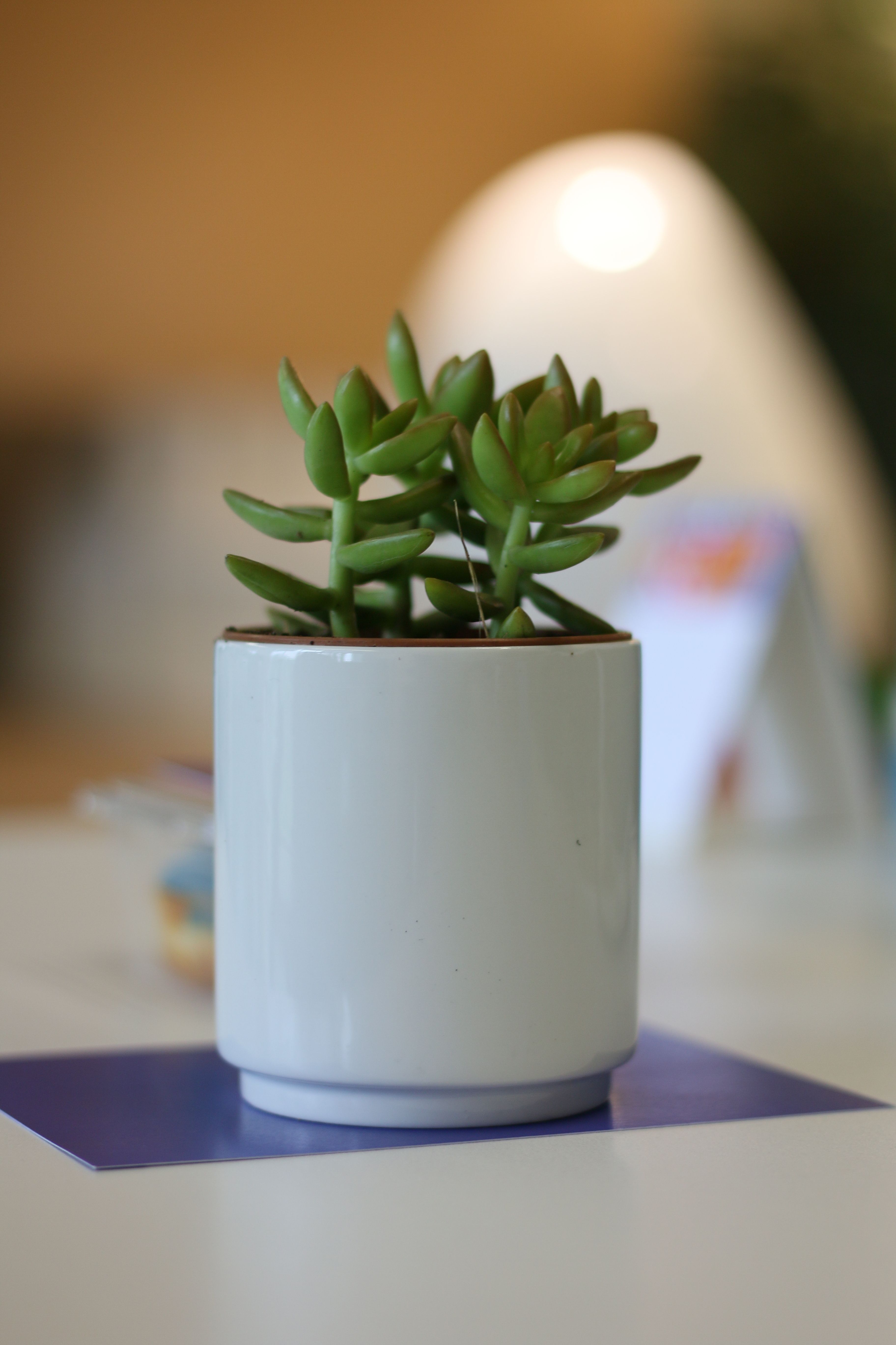A small green succulent plant in a simple white ceramic pot on a desk, perfect for modern decor.