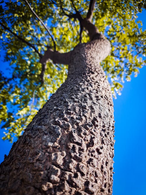 Free stock photo of tree texture