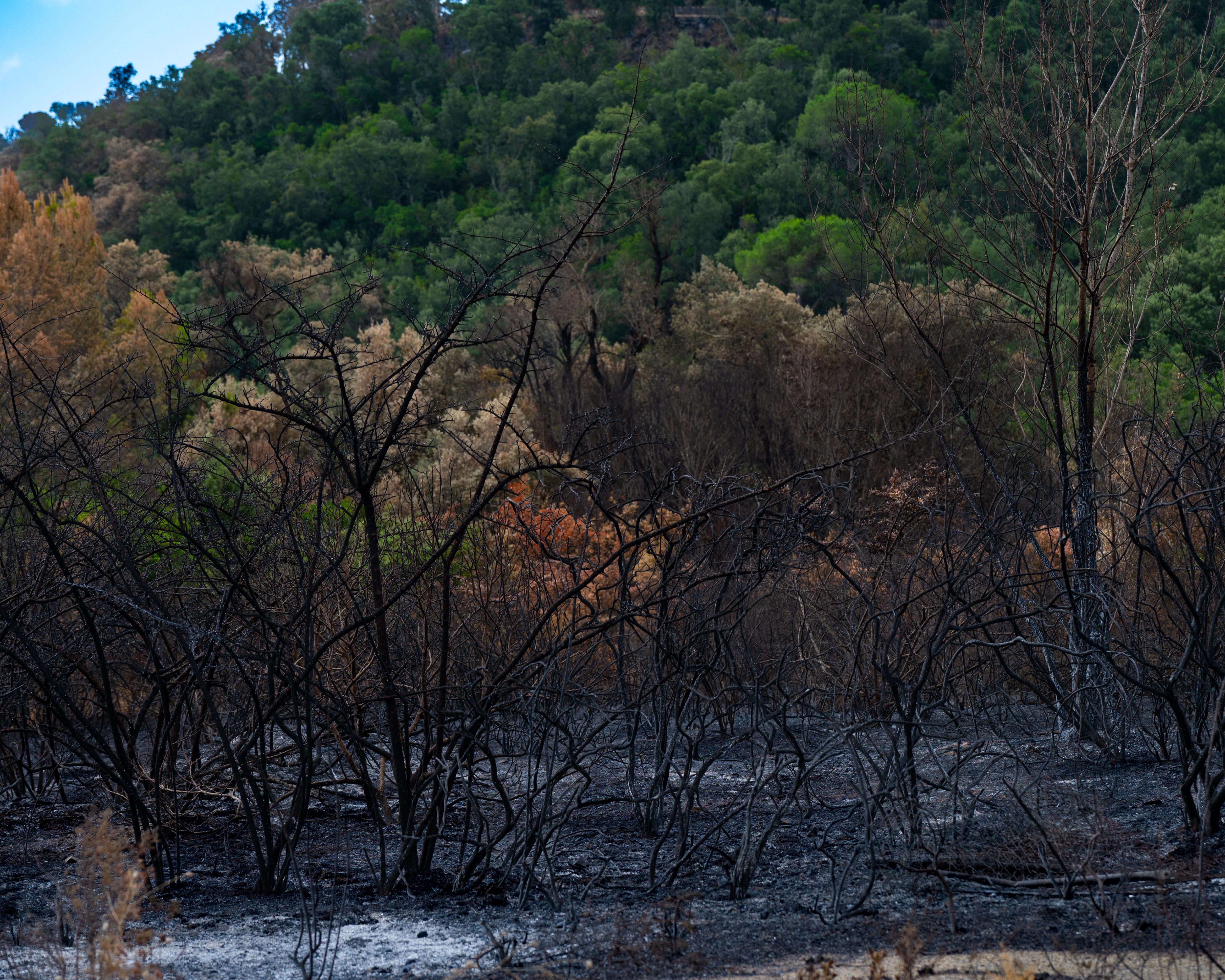 Bosbrand Almería: hoe een vonk dodelijk werd