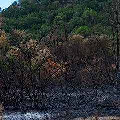 Decline in Greek Wildfires and Rapid Aid for Crete