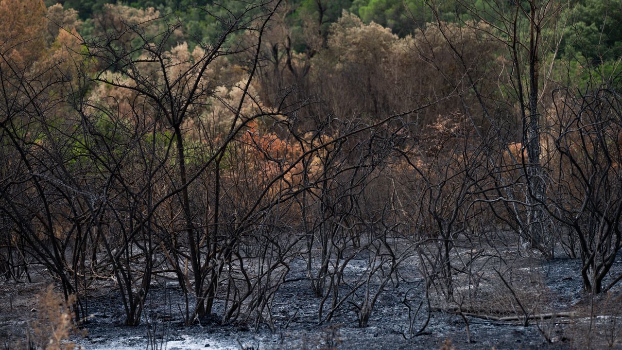 Fontainebleau en flammes : les causes derrière l'incendie
