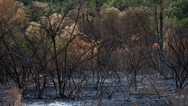 Lesbos Fire: Fire Department Responding in Antissa
