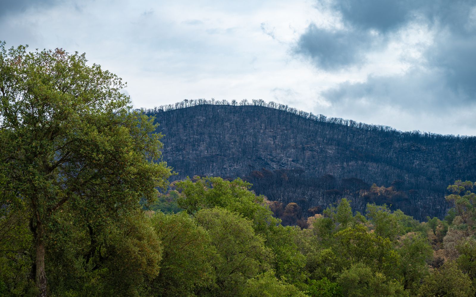 A burnt hillside with new green growth coming back under a cloudy sky