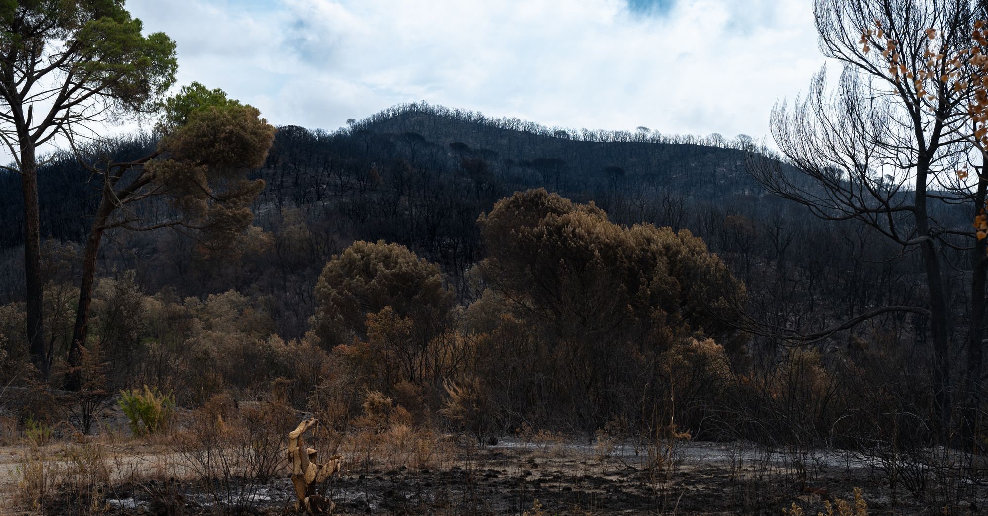 Wildfire Burns 4,000 Hectares in Spain's Huelva Province