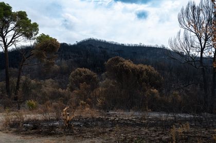 A stark view of a forest after a wildfire, showing charred trees and barren land.