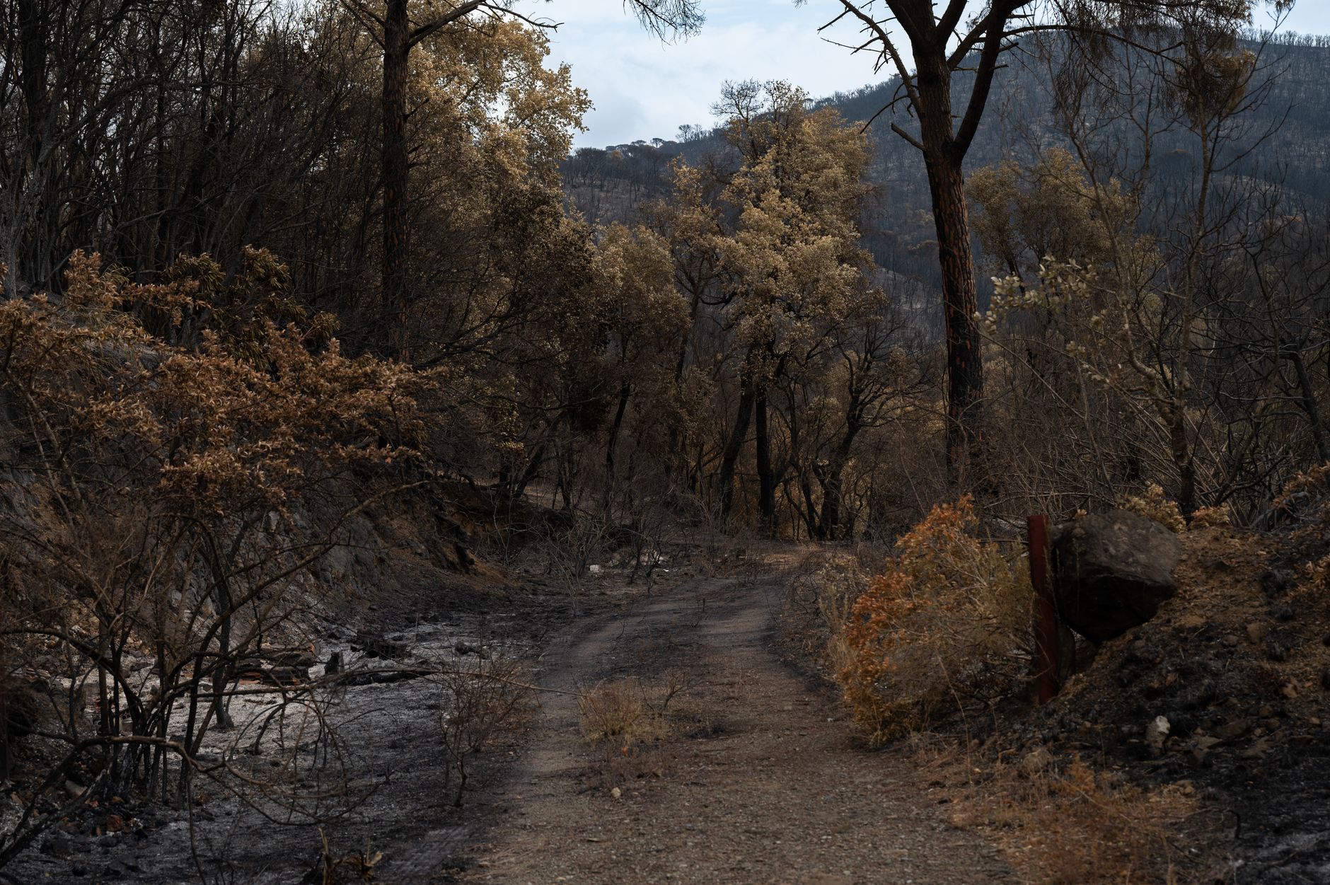 Incêndio Florestal Ameaça Floresta em Paris
