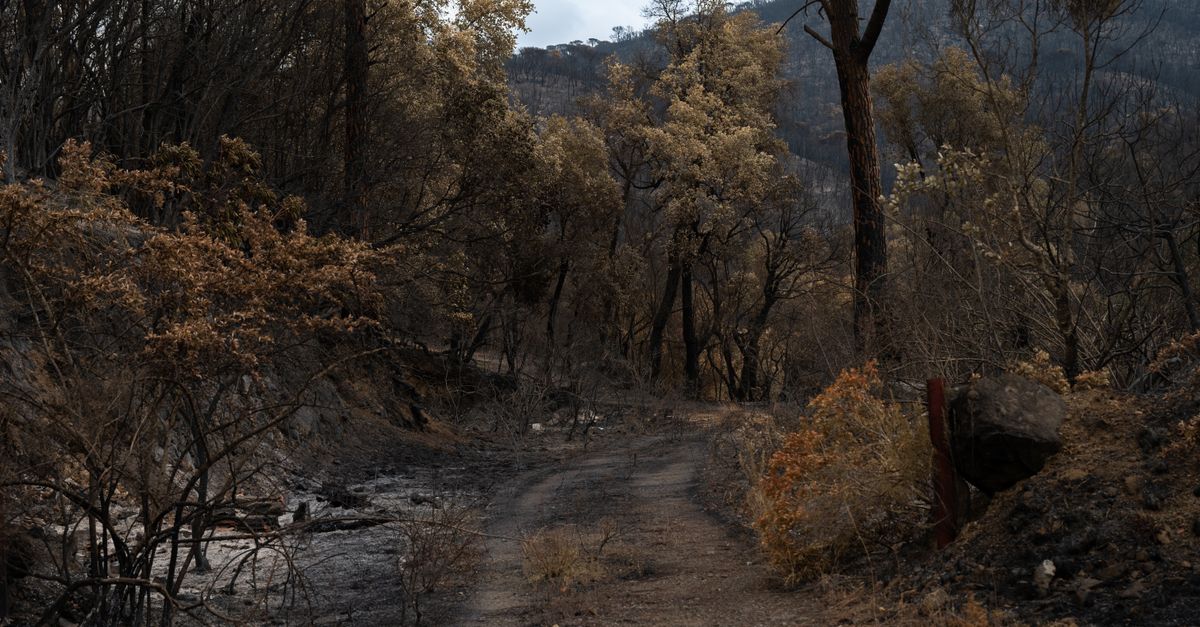 Photo by Christian Palau A path through a forest burned by wildfire, showing charred trees and regrowth.