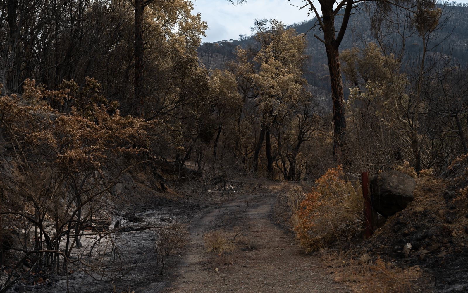 A forest path with charred tree trunks and new growth emerging after a wildfire