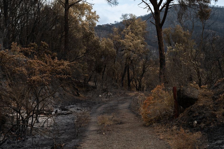 Spain's Wildfires: A Warning on EU Energy Dependence