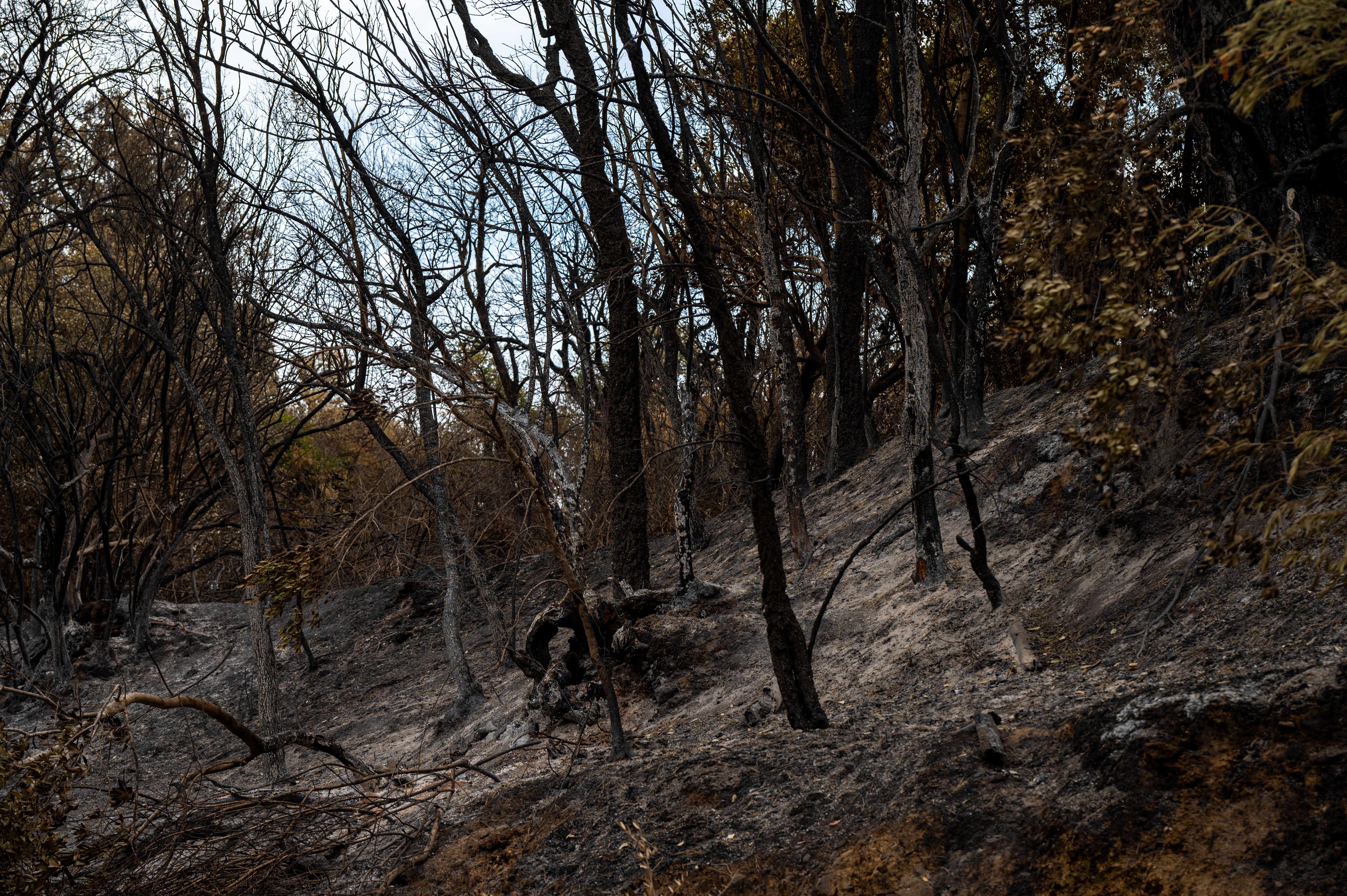 Fogo consome 16 hectares de floresta perto de Paris