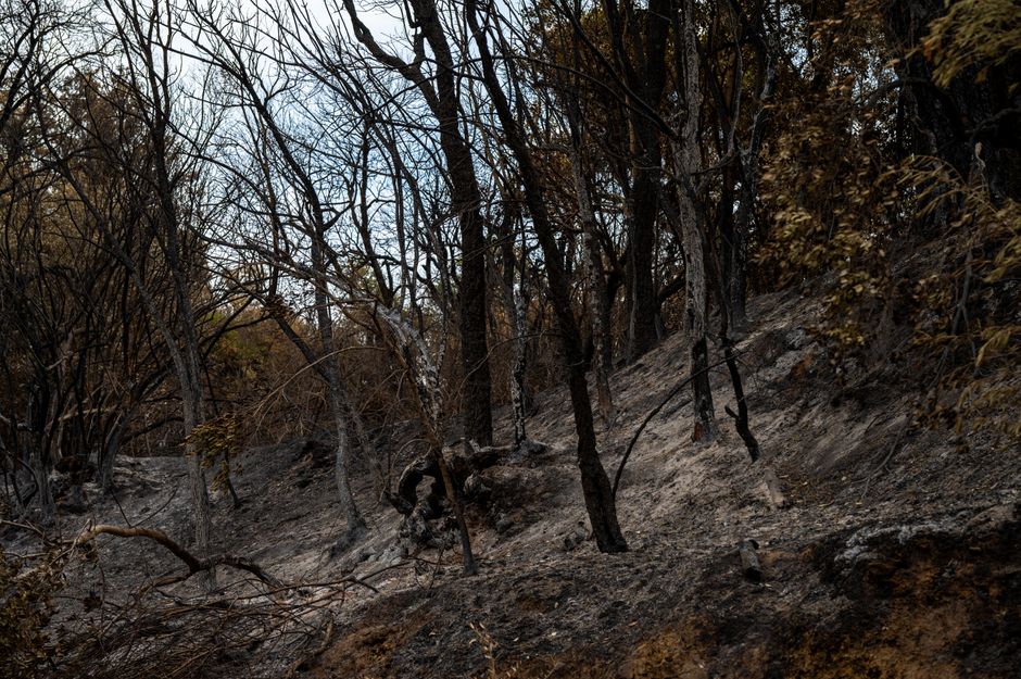 A stark view of a forest devastated by fire, showing burnt trees and ash-covered ground.