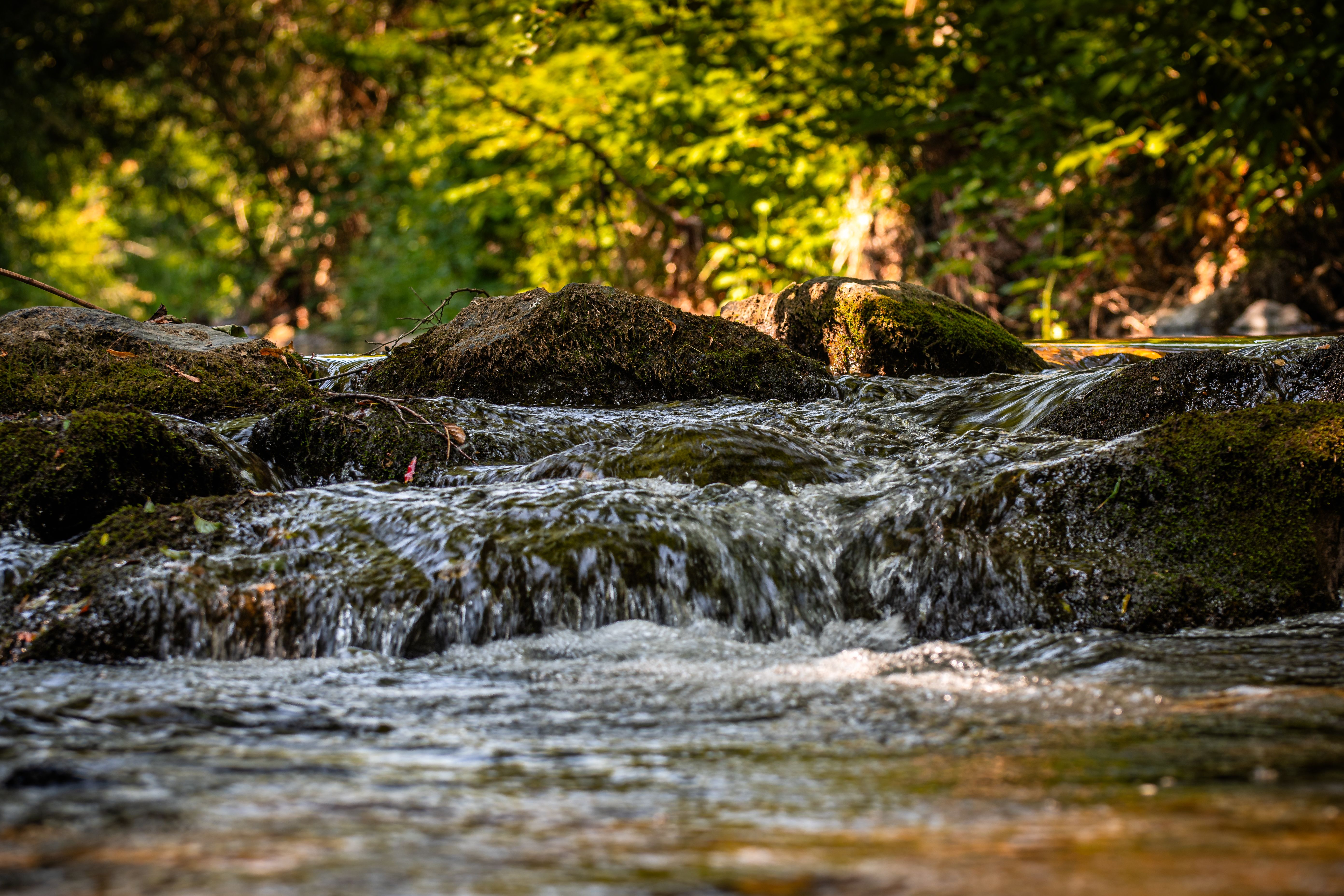 A tranquil stream flowing over mossy rocks in a lush forest setting.