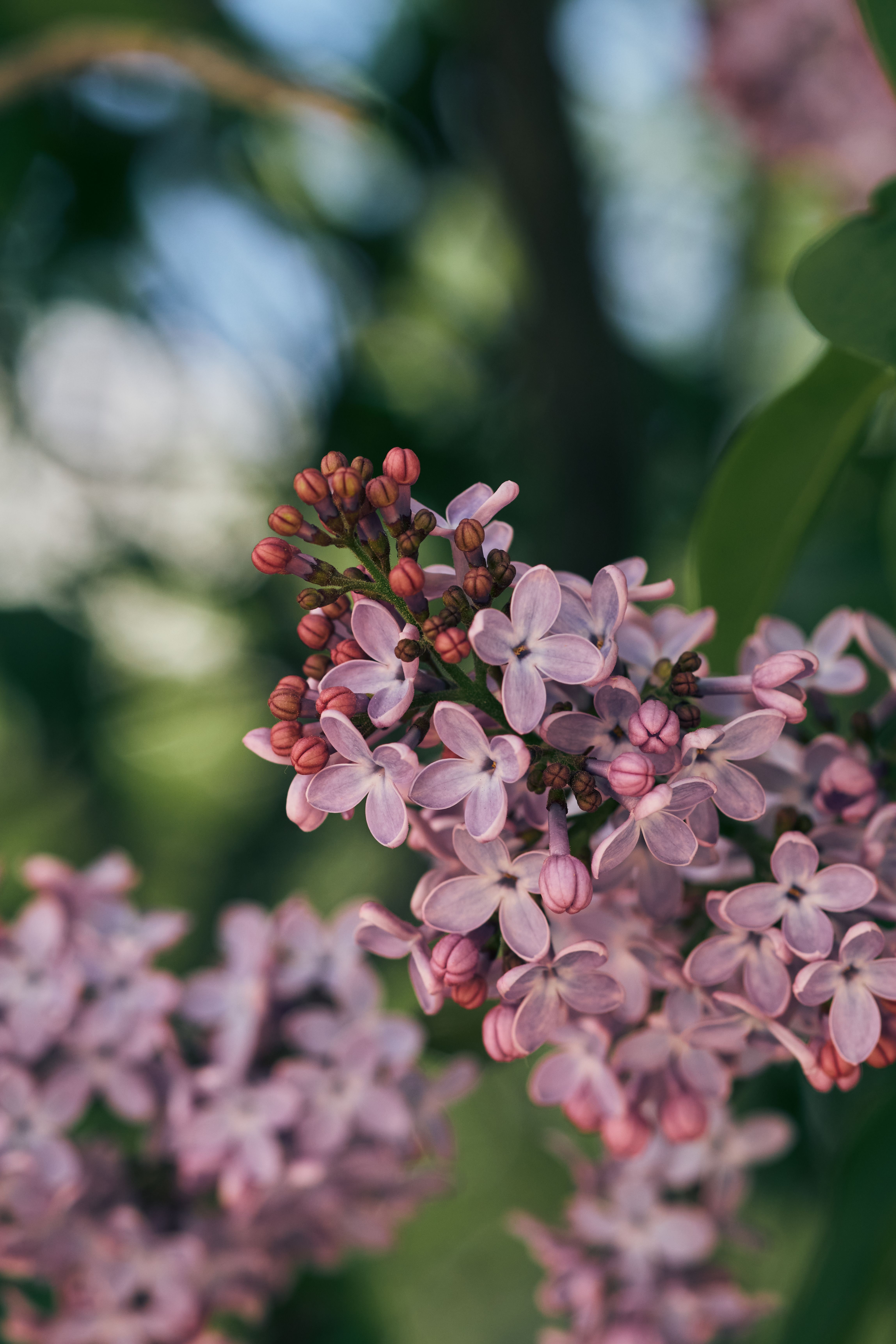 [ColoSach]-vibrant-pink-lilac-flowers-in-full-bloom-against-a-blurred-green-background.