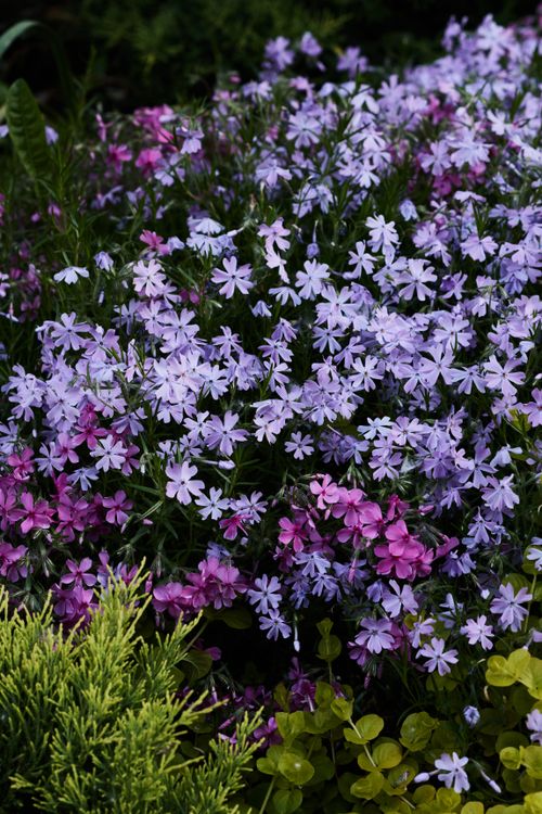 Free Beautiful purple and pink phlox flowers in a lush spring garden setting. Stock Photo