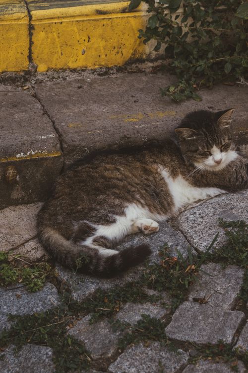 Free A tabby cat peacefully resting on a cobblestone path outdoors, surrounded by rustic elements. Stock Photo