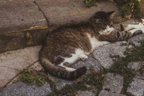 Free A calm cat relaxing on a sunlit stone path, surrounded by nature. Stock Photo