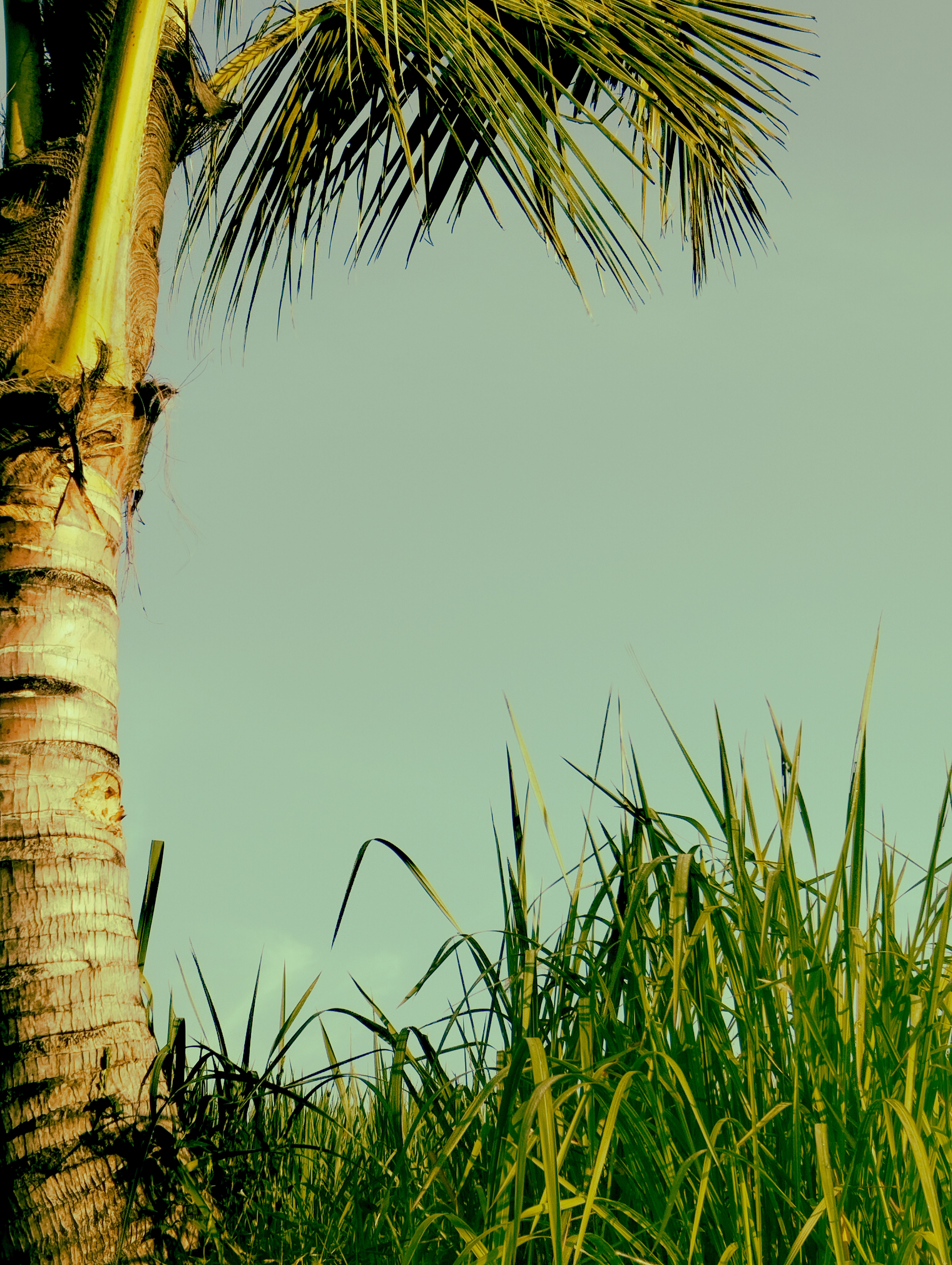 Vibrant palm tree and grasses against a clear sky in a tropical setting.
