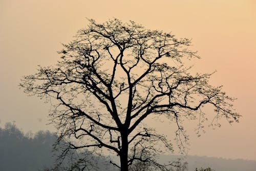 Fotografia Da Silhueta Da árvore Nua