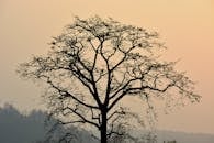 日出时分，一棵树的美丽轮廓映衬在雾蒙蒙的山丘背景中