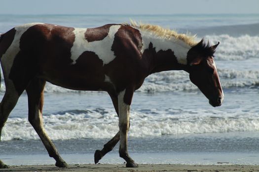 Wild horse beaches near Corolla