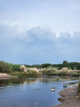 Calming river view with lush vegetation in Mar del Plata, Argentina.