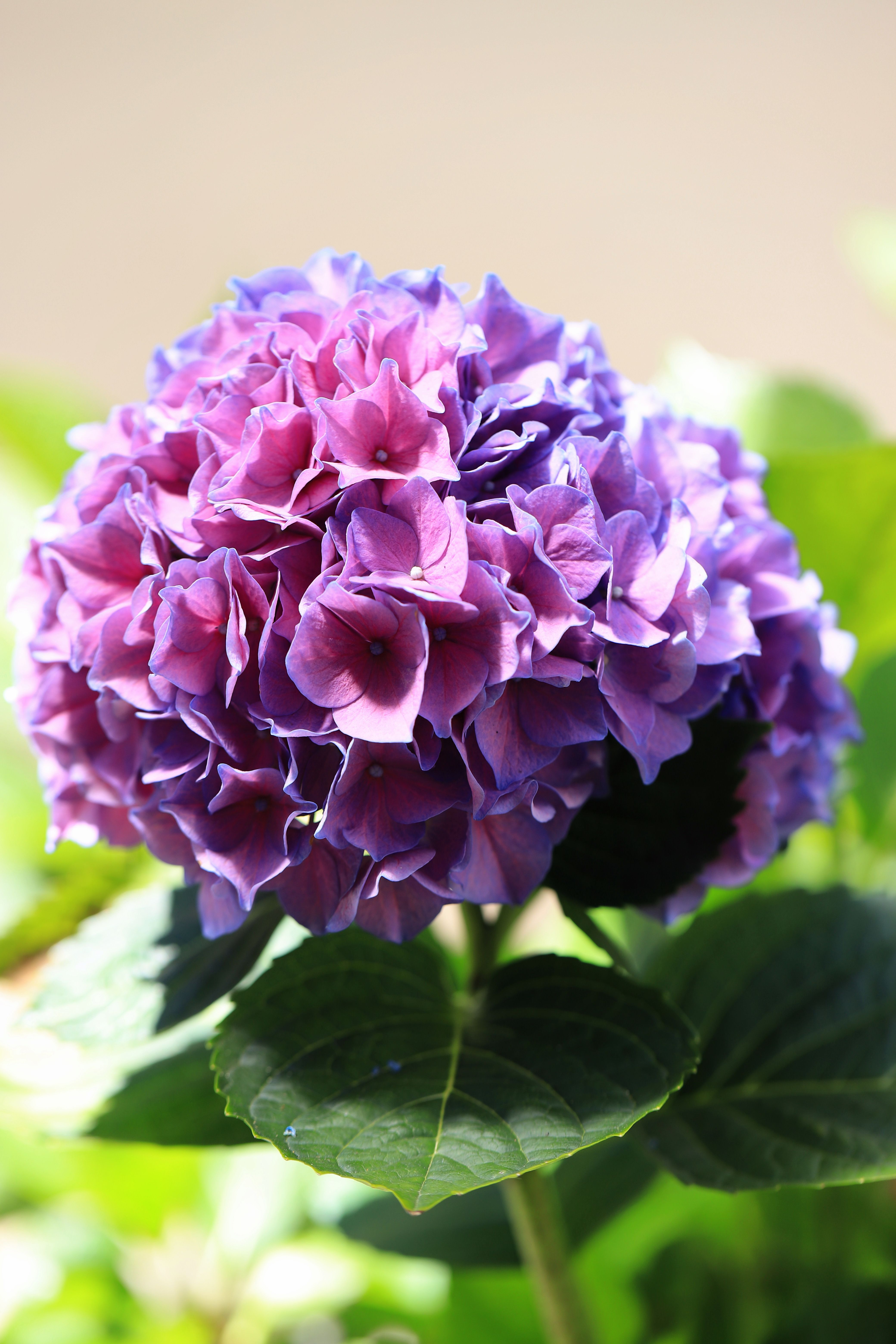 [ColoSach]-close-up-of-a-vibrant-purple-hydrangea-flower-blooming-in-a-sunlit-garden-during-summer.