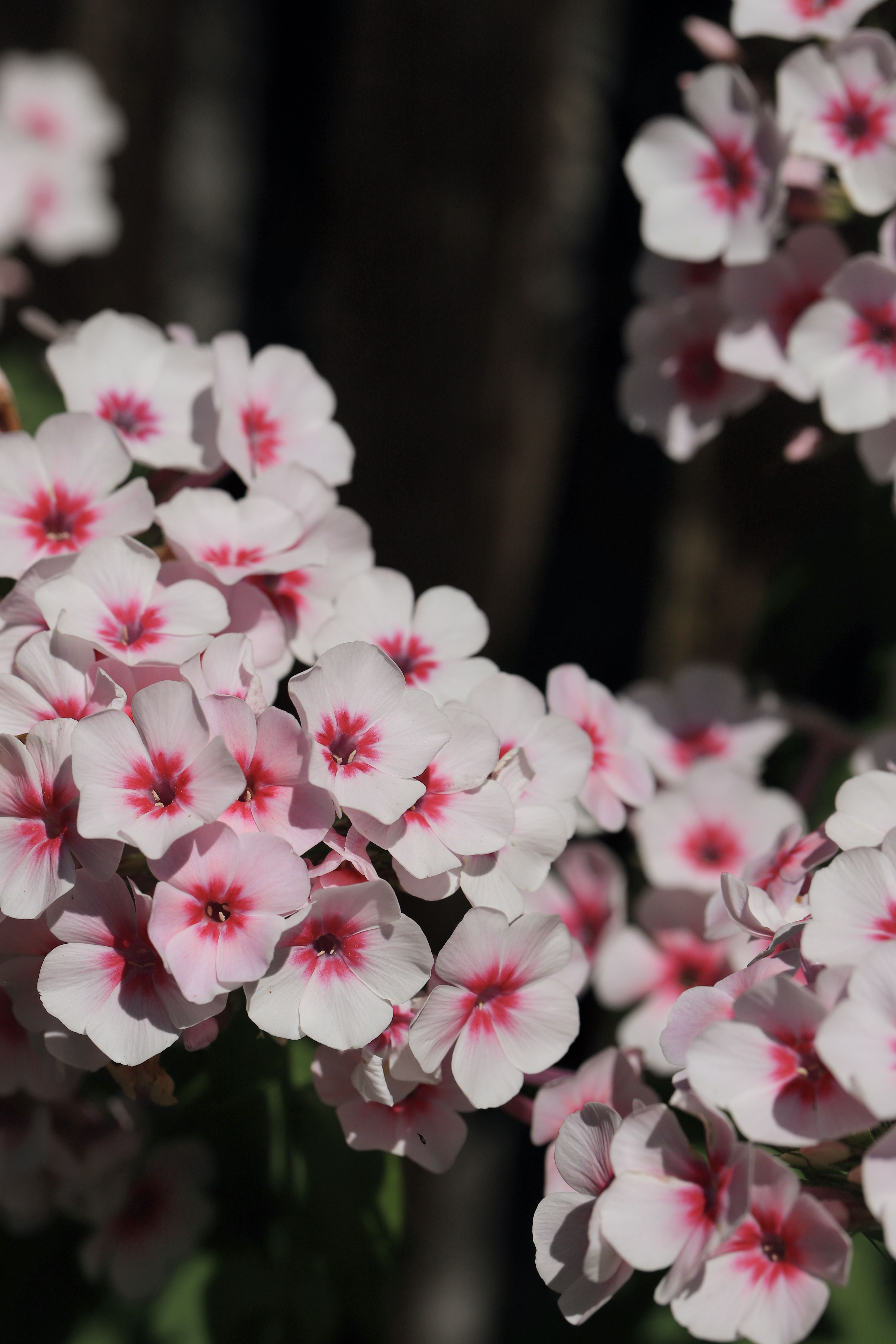 [ColoSach]-close-up-of-pink-and-white-phlox-flowers-blooming-in-a-summer-garden,-displaying-vivid-colors.