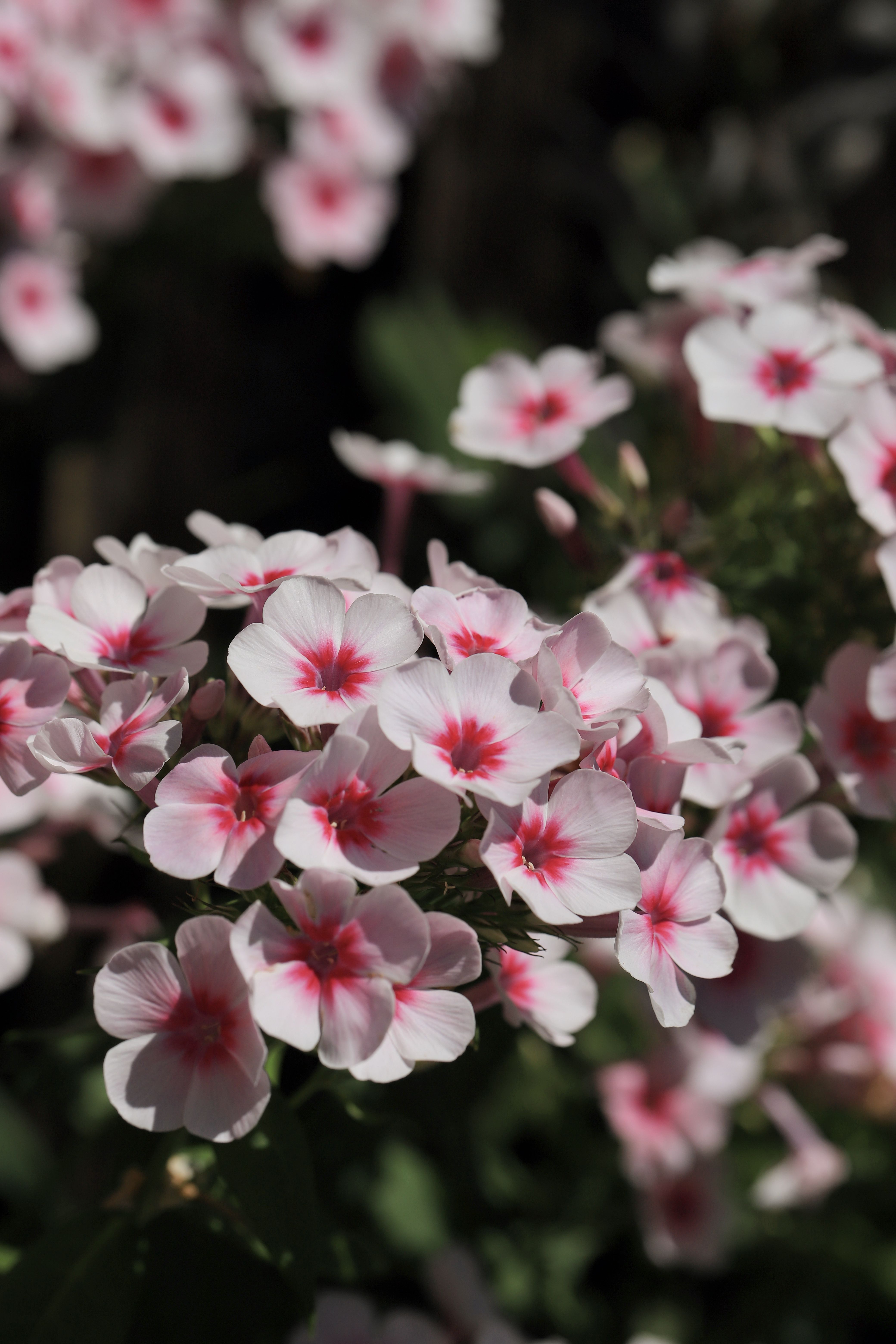 [ColoSach]-vibrant-pink-and-white-phlox-flowers-captured-during-summer-in-full-bloom.